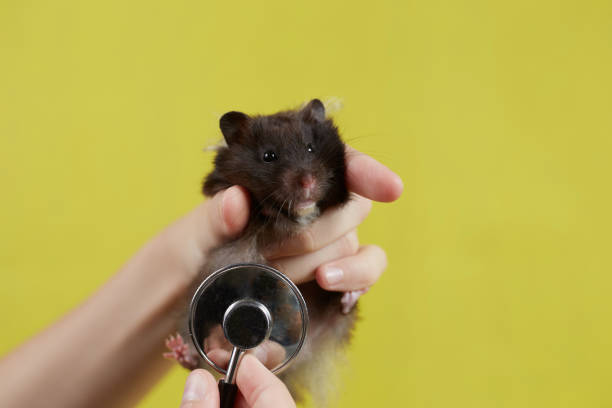 a small syrian hamster is listening to a veterinarian with a stethoscope taken on a yellow background - 2127 imagens e fotografias de stock