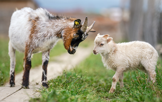 Small brown and white goat kid standing next to lamb at farm