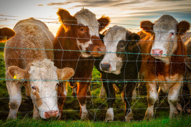 istock A herd of bulls trapped behind barbed wire 1334432032