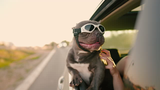 Blue French bulldog with sunglasses at the car window