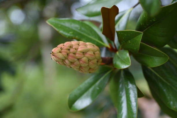 istock Southern magnolia (Magnolia grandiflora)fruits. 1334434290