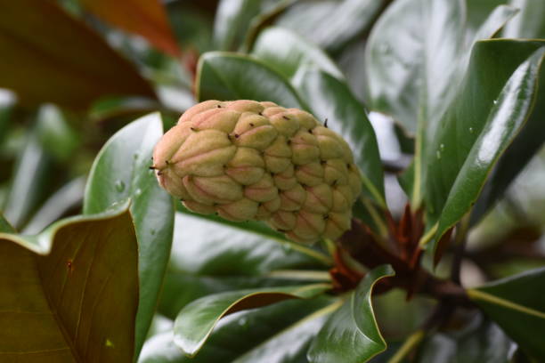 istock Southern magnolia (Magnolia grandiflora)fruits. 1334434292