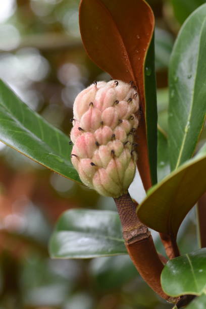 istock Southern magnolia (Magnolia grandiflora)fruits. 1334434295