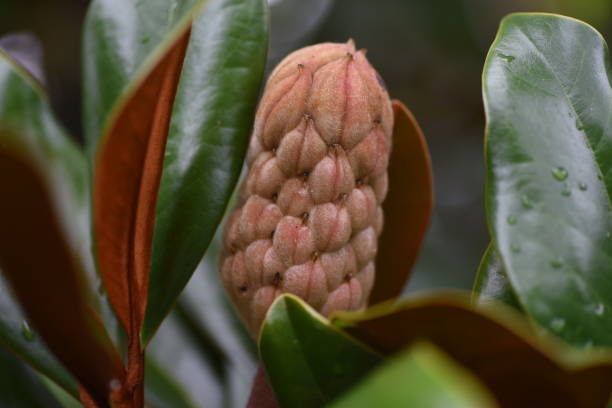 istock Southern magnolia (Magnolia grandiflora)fruits. 1334434326