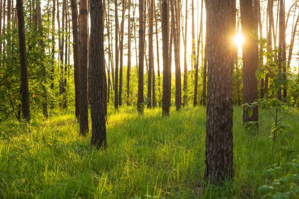 istock Pine forest in the evening with setting sun on the background 1334434353