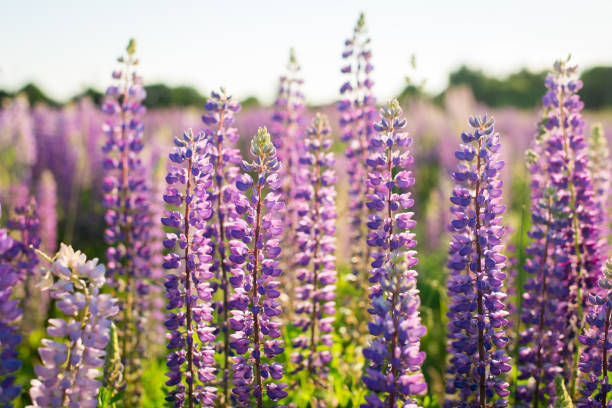 flores de altramuz azul y púrpura en el campo. - altramuz fotografías e imágenes de stock