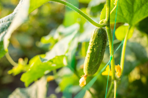istock Small fresh green cucumber growing in the morning 1334434464