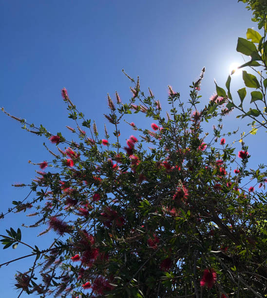 Red Flower Tree aganist the sun and blue sky Red Flower Tree aganist the sun and blue sky red flower trees callistemon citrinus stock pictures, royalty-free photos & images