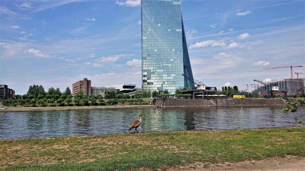 istock Duck and Skyscraper. Frankfurt Am Main, Germany. 1334435826