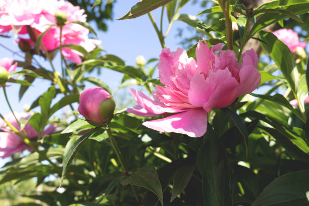 istock A bush with blooming pink peonies. Summer flowers. 1334436849