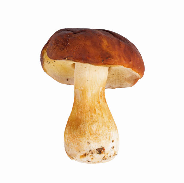 istock Fresh porcini mushroom with brown cap on white background 1334436950