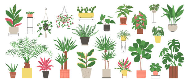 Big set of home plants isolated on a white background. Collection of indoor plants in pots. Home decor. Vector illustration in flat style. Big set of home plants isolated on a white background. Collection of indoor plants in pots. Home decor. Vector illustration in flat style cordyline fruticosa stock illustrations