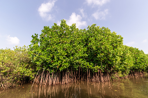 The green mangrove forests in the Cauvery delta off the village of Pichavaram near the town of Chidambaram in Tamil Nadu.
