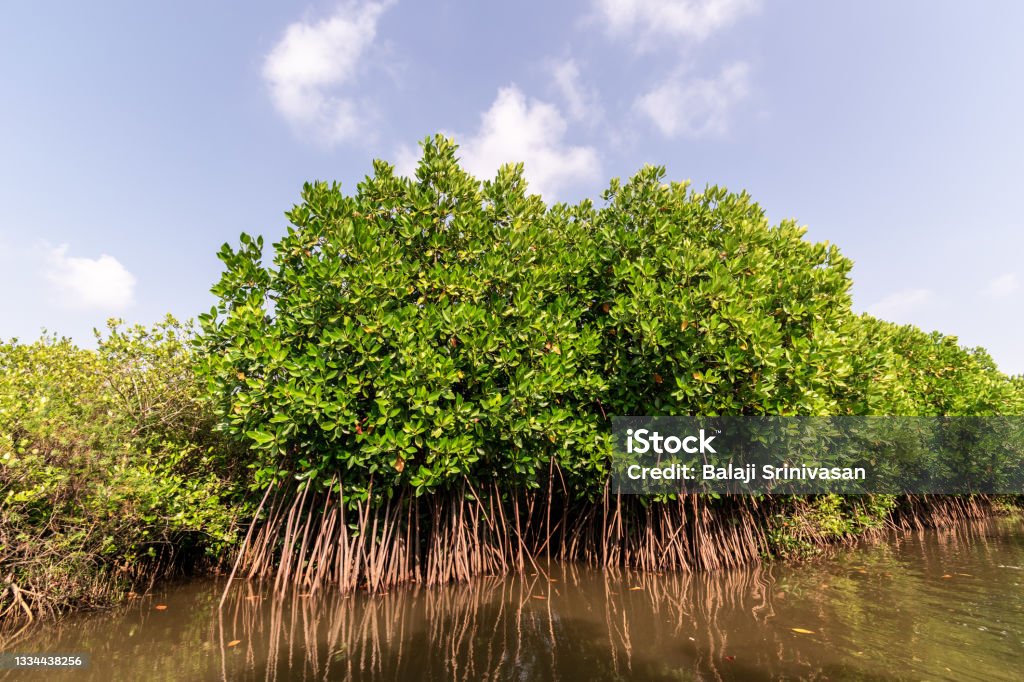 Mangrove forests in Pichavaram The green mangrove forests in the Cauvery delta off the village of Pichavaram near the town of Chidambaram in Tamil Nadu. Mangrove Forest Stock Photo