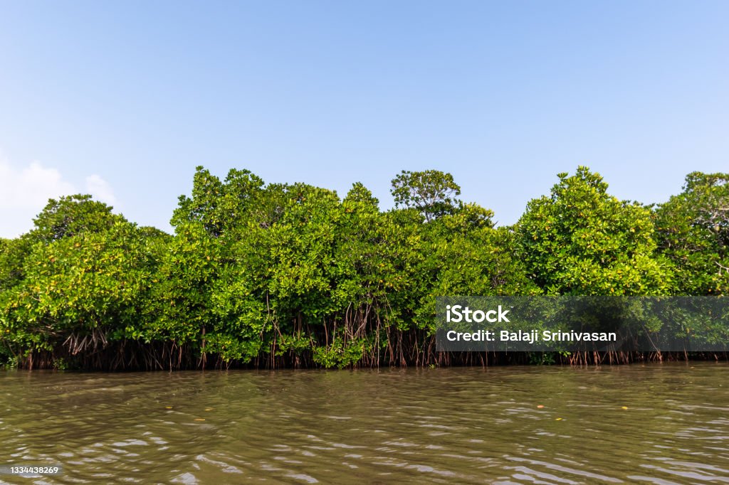 Pichavaram mangrove forests The green mangrove forests in the Cauvery delta off the village of Pichavaram near the town of Chidambaram in Tamil Nadu. Mangrove Forest Stock Photo