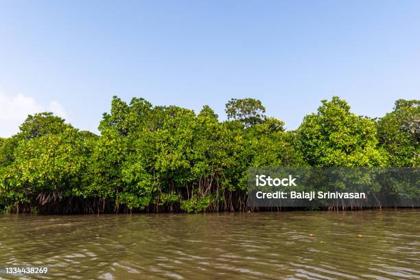 Pichavaram Mangrove Forests Stock Photo - Download Image Now - Mangrove Forest, Tamil Nadu, Asia
