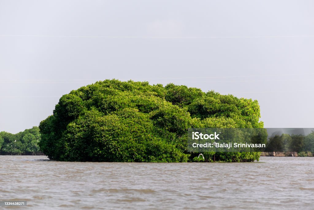 The green mangrove forests of Pichavaram The green mangrove forests in the Cauvery delta off the village of Pichavaram near the town of Chidambaram in Tamil Nadu. Mangrove Forest Stock Photo