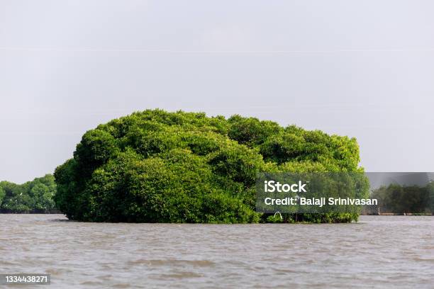The Green Mangrove Forests Of Pichavaram Stock Photo - Download Image Now - Mangrove Forest, Asia, Beauty