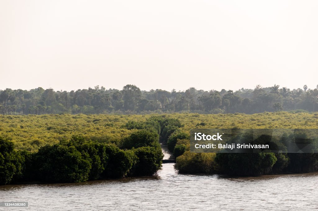 The green mangroves in the backwaters of the Cauvery river The green mangroves in the backwaters of the Cauvery river in the village of Pichavaram near Chidambaram in Tamil Nadu, India. Mangrove Forest Stock Photo