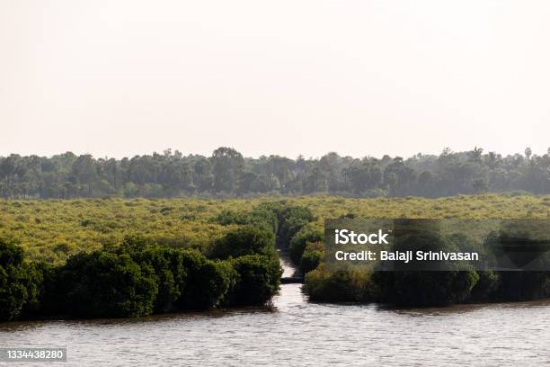 The Green Mangroves In The Backwaters Of The Cauvery River Stock Photo - Download Image Now