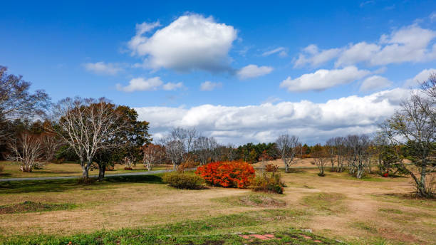 Autumn leaves along National Highway 103, also known as the Hakkoda Gold Line, which connects Aomori City and Mt. Hakkoda On a sunny day in November 2019, I rented a car from Aomori Airport and drove to Hakkoda Mountains during the autumn leaves season.
The road along the Hakkoda Gold Line, also known as National Highway 103, was full of beautiful autumn leaves. hakkoda mountain range stock pictures, royalty-free photos & images