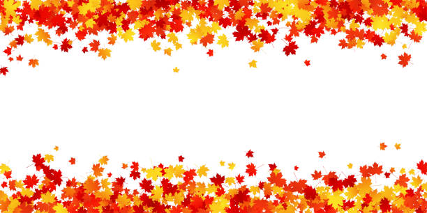 ilustraciones, imágenes clip art, dibujos animados e iconos de stock de el arce de otoño deja un largo borde sobre fondo blanco. vector - fall leaves