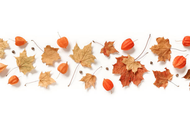 A strip of dry maple leaves, physalis bolls, seeds is on a white background. Autumn, fall, thanksgiving day concept. Flat lay. Top view. stock photo
