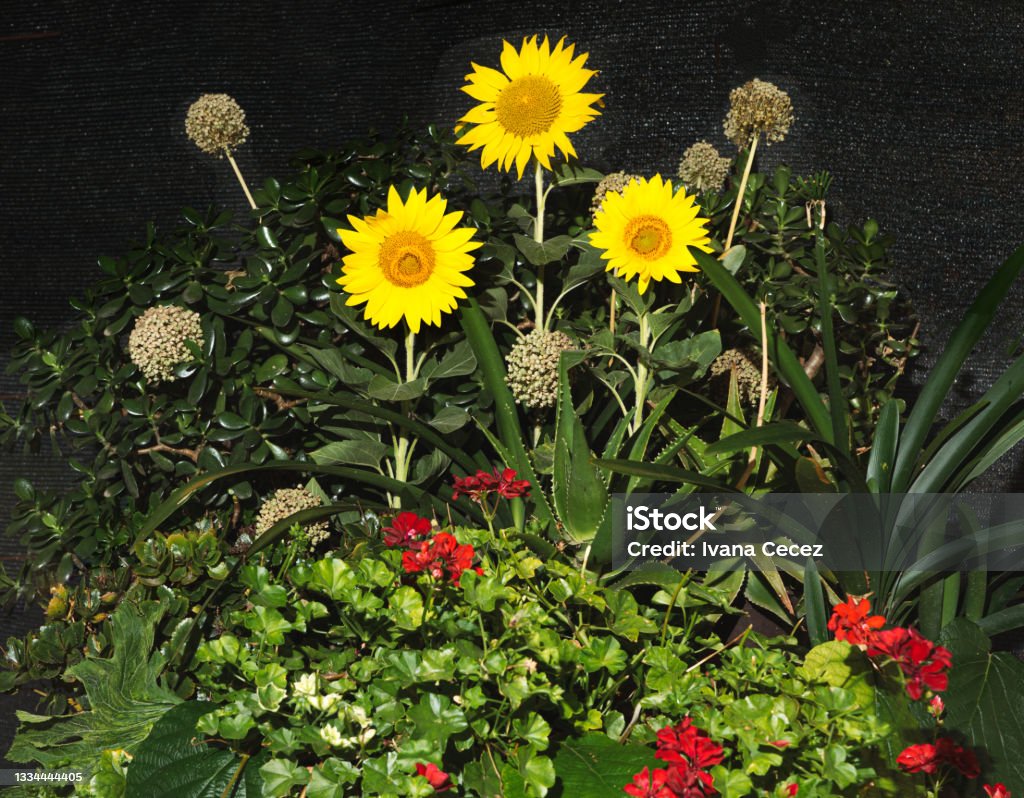 A unique arrangement made of three yellow sunflowers in the middle, fresh jade plants, natural onion flowers, aloe vera, organic kiwi tree leaves, and red pelargonium. Old-fashioned Stock Photo