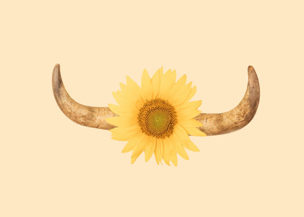 Close up of Highland Cow horns