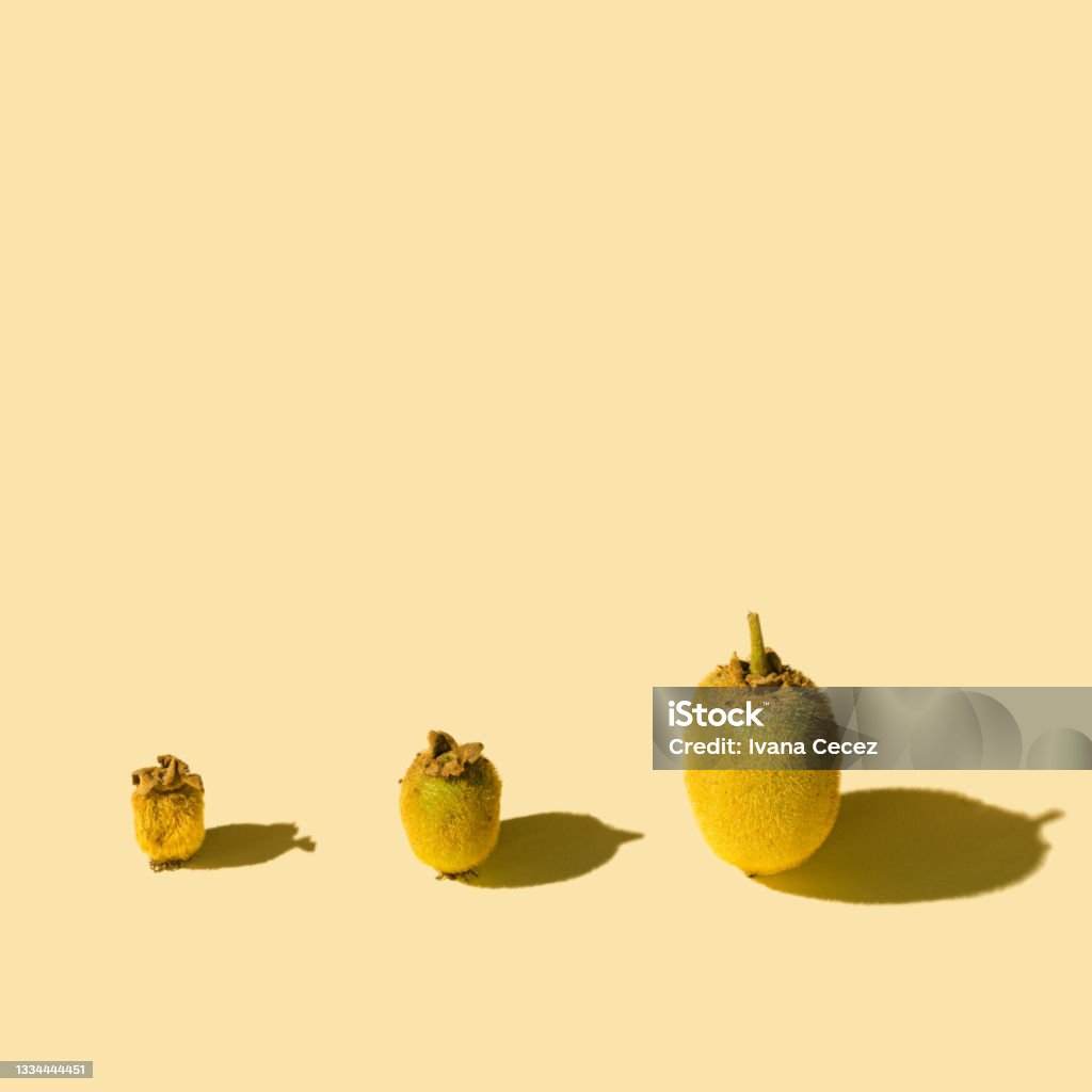Three whole kiwi fruits in different development phases. Concept for maturing of fruits. Beige background with sunny shadows. Abstract Stock Photo