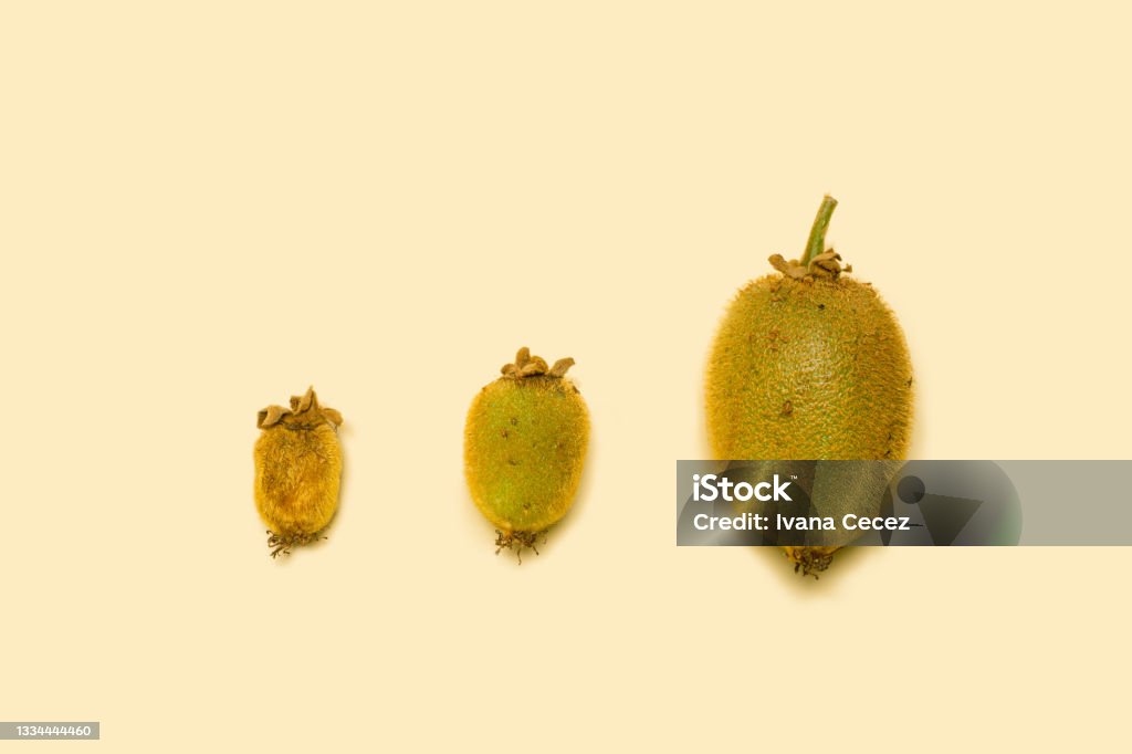 Three whole organic kiwi fruits in different development phases. Concept for maturing of fruits.Top view against beige background. Abstract Stock Photo