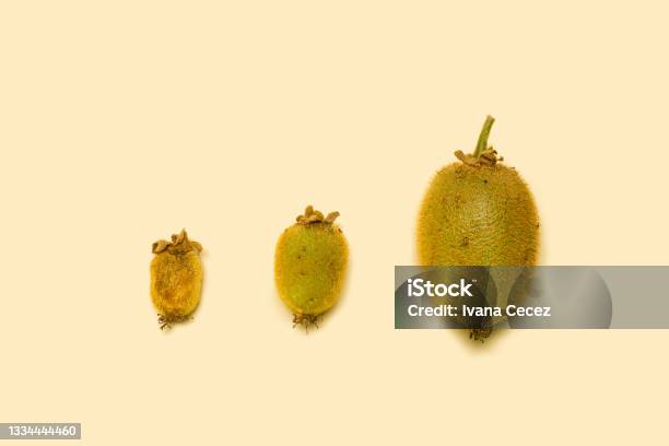 Three Whole Organic Kiwi Fruits In Different Development Phases Concept For Maturing Of Fruitstop View Against Beige Background Stock Photo - Download Image Now