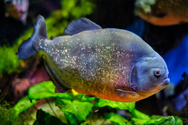 istock Red-bellied piranha red piranha 1334444511