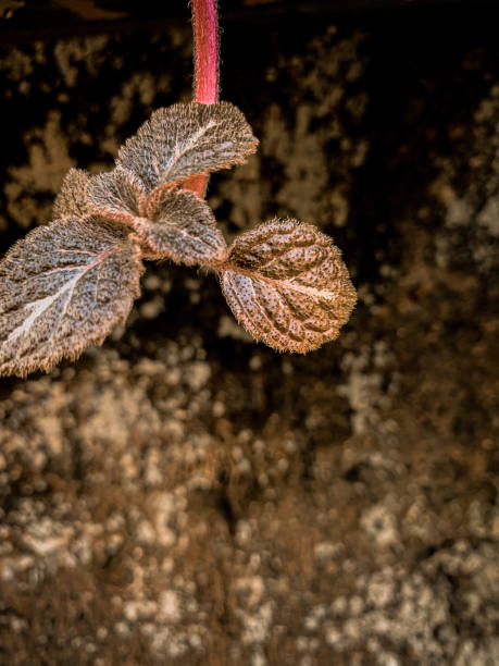 istock Plants hanging in front of a brick wall 1334444557