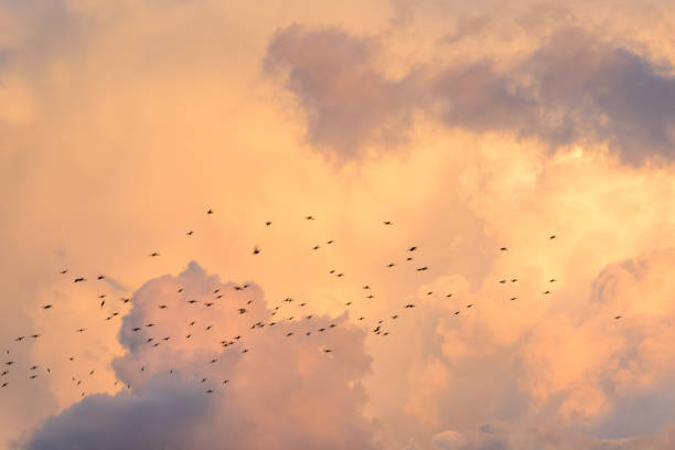 istock Starlings and Evening Storm Clouds 1334445460