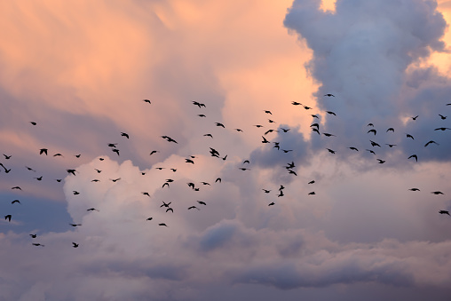 Starlings flying in front of evening storm clouds in winter, South of France.
