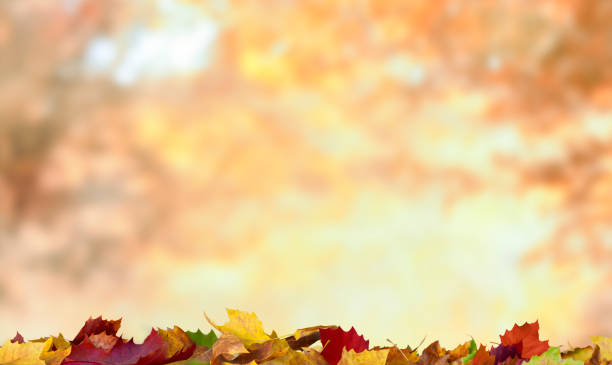 istock Maple leaves on the autumn background 1334445967