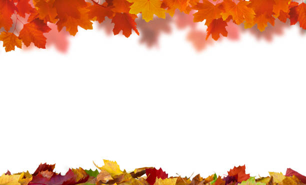 istock Maple leaves on the white background 1334446338