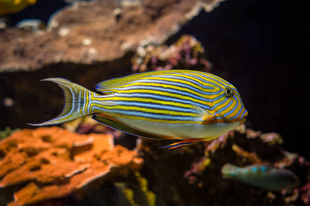 istock Lined surgeonfish Acanthurus lineatus fish underwater in sea 1334447209