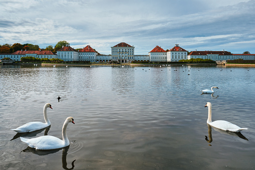 Swans in pond in front of the Nymphenburg Palace. Munich, Bavaria, Germany