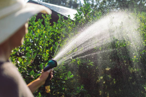 istock Taking care of plant at summer 1334448897