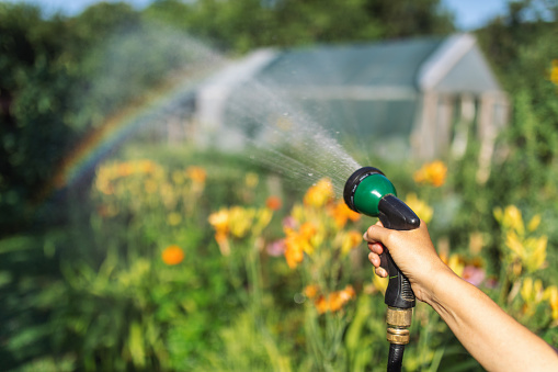 Watering and refreshing garden at summer. Many plant are blooming and looks beautiful. Sprinkler make a rainbow over the garden.