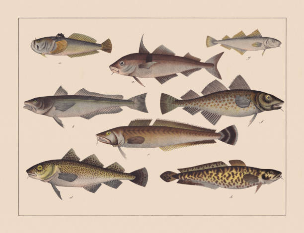 Ray-finned fishes (Gadiformes), hand-colored chromolithograph, published in 1882 Ray-finned fishes (Gadiformes): a) Atlantic stargazer (Uranoscopus scaber); b) European hake (Merluccius merluccius); c) Common ling (Molva molva); d) Atlantic cod (Gadus morhua); e) Haddock (Melanogrammus aeglefinus); f) (Gadus morhua callarias - cod subspecies); g) Poor cod (Trisopterus minutus); h) Burbot (Lota lota). Chromolithograph, published in 1882. stargazer fish stock illustrations