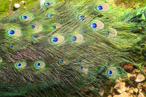 istock peacock turkey closed tail colorful green background high view 1334450435