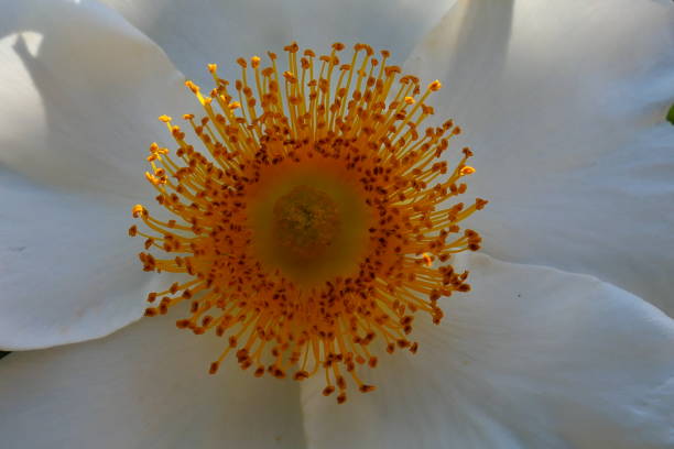 istock Flower, Symi Island, Dodecanese Archipelago, Greece 1334451640