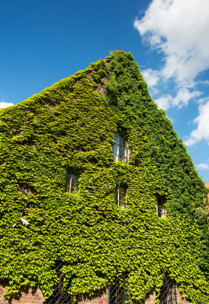 old brick house full covered with ivy against blue sky, vertical photo