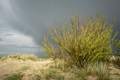 Sand dunes at the North Sea under storm clouds, Schillig, Wangerland, Friesland - District, Lower Saxony, Germany, Europe