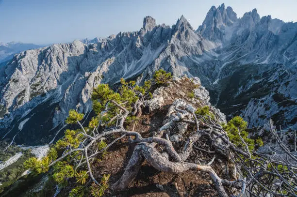 A breathtaking view of the mountain Cadini di Misurina in the Italian Alps, Dolomites. Mountain pine tree on foreground.