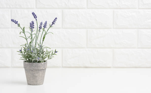 Beautiful purple lavender herb plant in a clay pot. Bouquet of fresh violet lavender flowers. Bunch of Blooming Lavender for Aromatherapy. Aromatic Wildflower. 3d render isolated on white backdrop