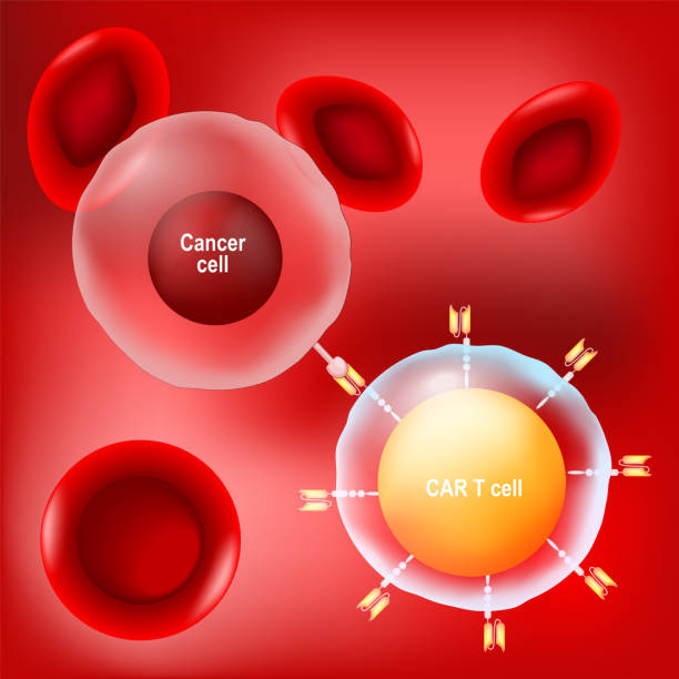 암 세포, car t 세포 (림프구) 및 적혈구를 적색 배경에. - t세포 stock illustrations